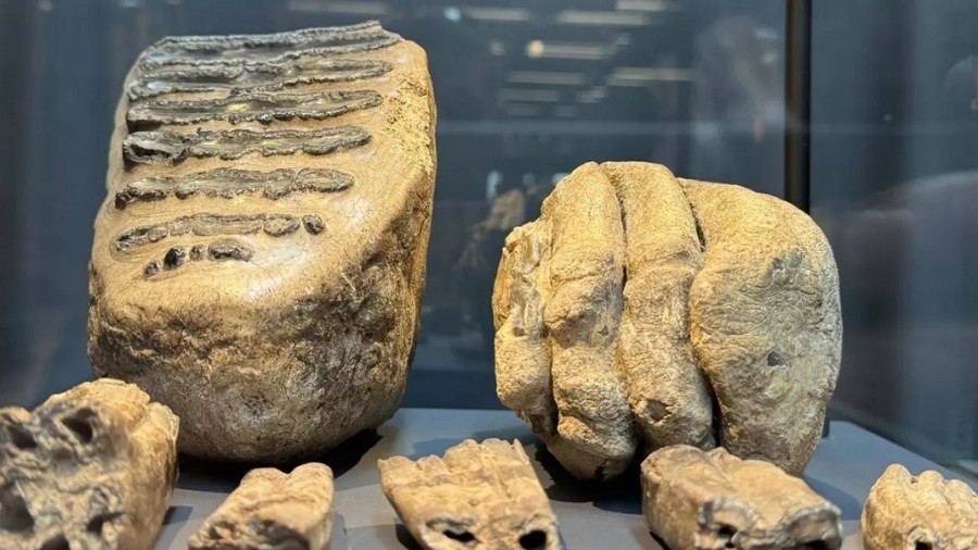 14 yl nce bulunan mamut fosilleri mzede sergileniyor